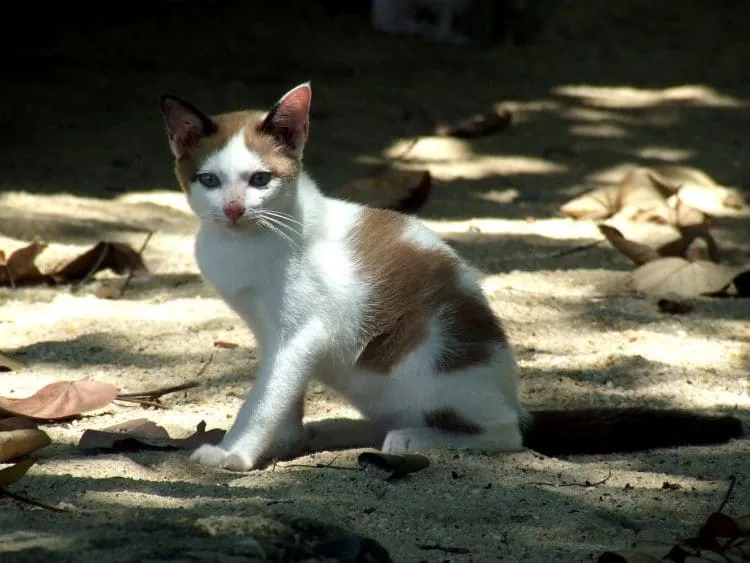 cat island koh chang - ranong - thailand
