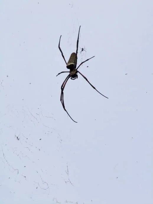 spider penang hill malaysia