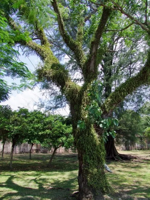 hairy tree seaside penang malaysia