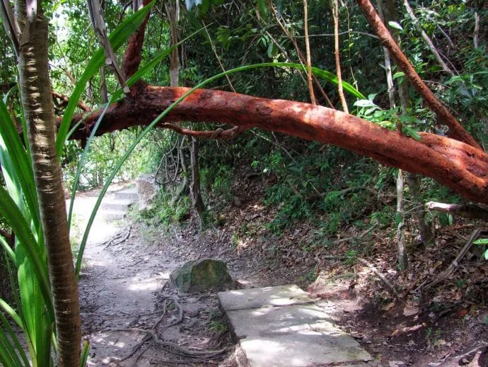 forest path national park penang malaysia