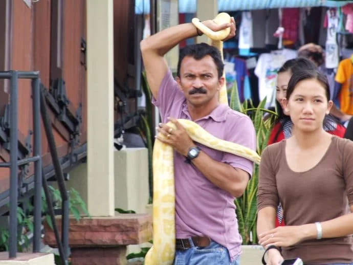 photo python penang hill malaysia