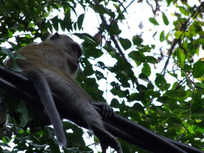 perch monkey penang national park malaysia