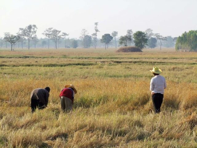 campagne surin thailande