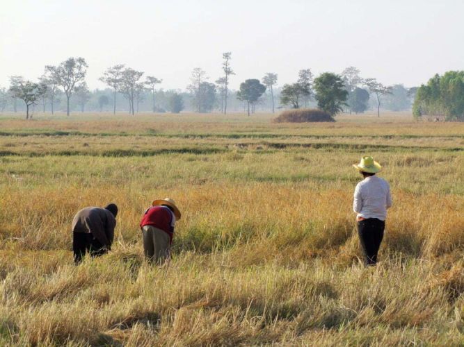 campagne surin thailande