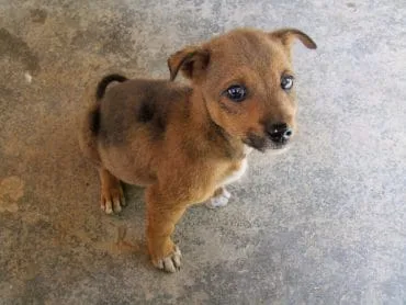 puppy stop towards dalat road
