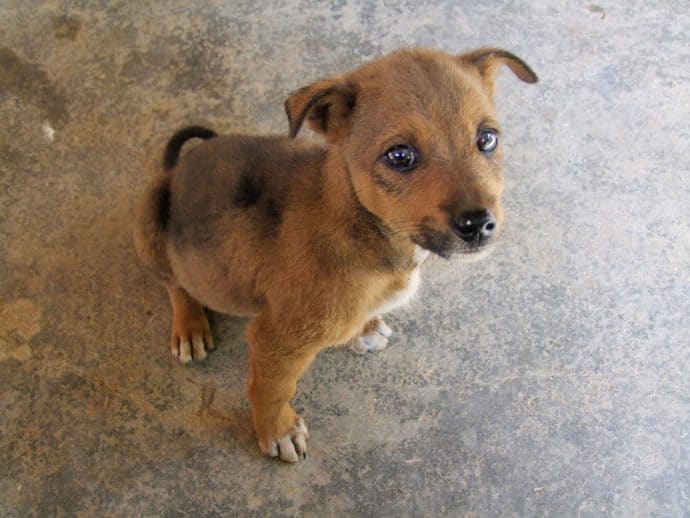 chiot stop vers route de dalat
