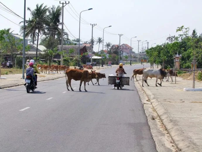 near hoi an - vietnam