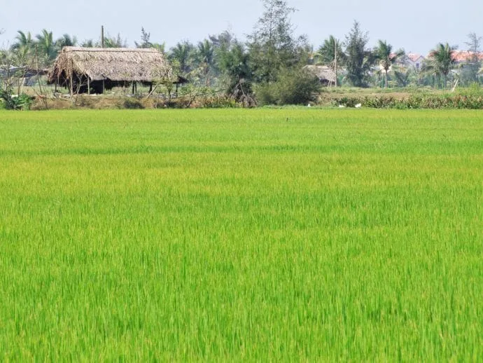 rice field near hoi an - vietnam