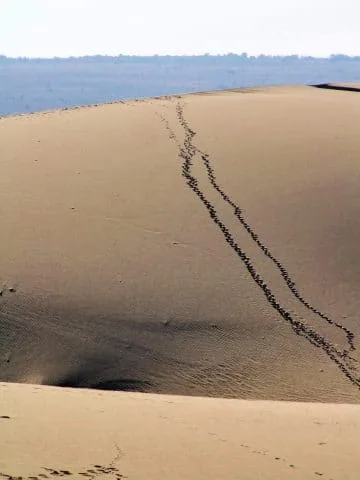mui ne - tracks on white dunes - vietnam