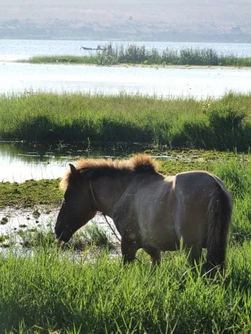 mui ne horse - white dunes - vietnam