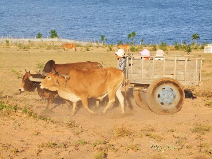 mui ne - cariole pres des dunes blanches - vietnam