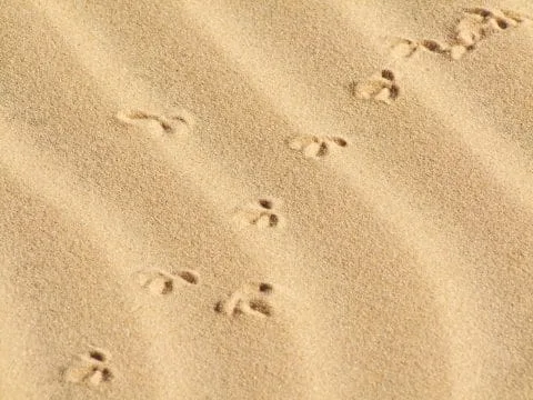 mui ne - traces dunes - vietnam