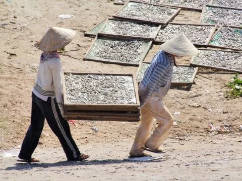 fishing harvest port mui ne - vietnam