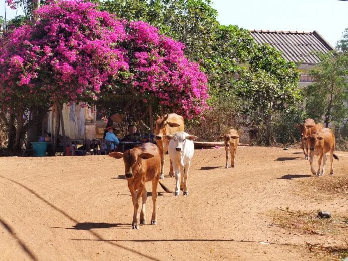 cows in village near mui ne in vietnam