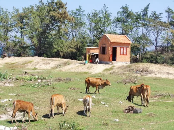 cows frolicking mui ne - vietnam