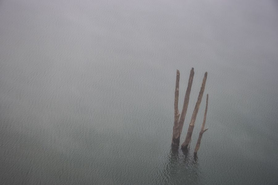 Branches mortes émergeant d’une eau calme et grise