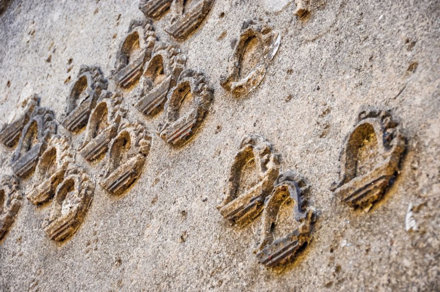Fossiles de coquillages incrustés dans une roche sédimentaire