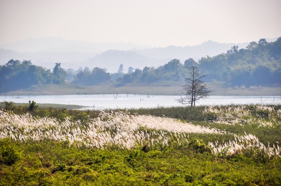Prairie aux herbes blanches devant un lac brumeux
