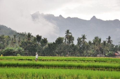 rizieres autour de Borobudur Les rizières de Borobudur