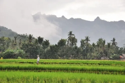 The rice paddies of Borobudur