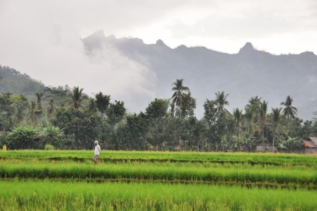 Les rizières de Borobudur
