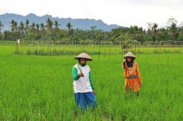 cover java balade autour borobudur