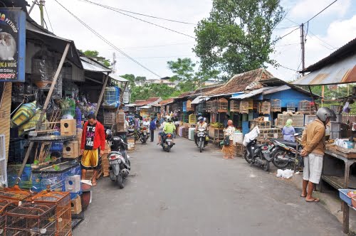 cover marche oiseaux malang java indonesie