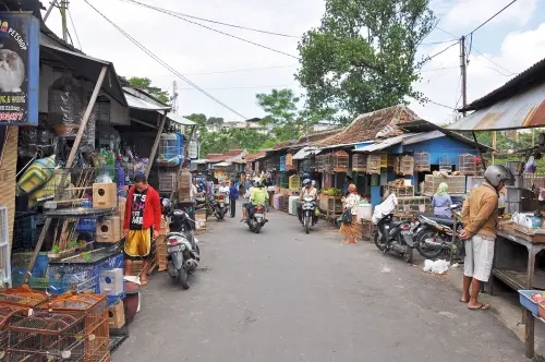 cover walk birds malang java indonesia