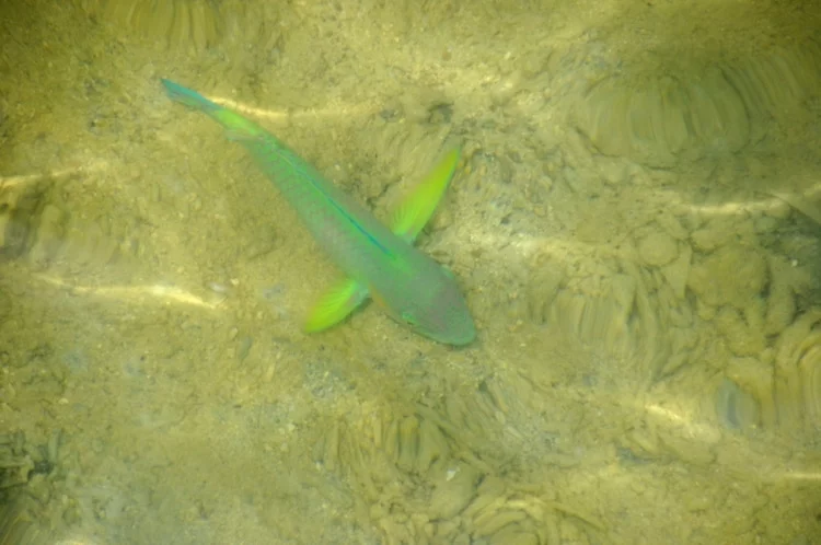 parrot fish ko nang yuan - ko tao - thailand