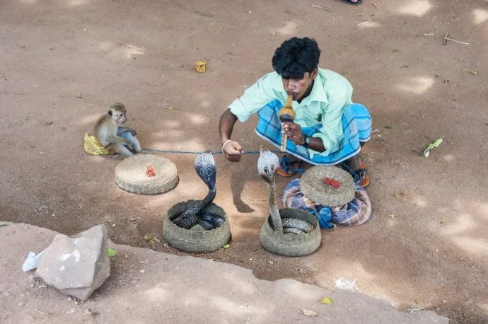 snake charmer galle sri lanka