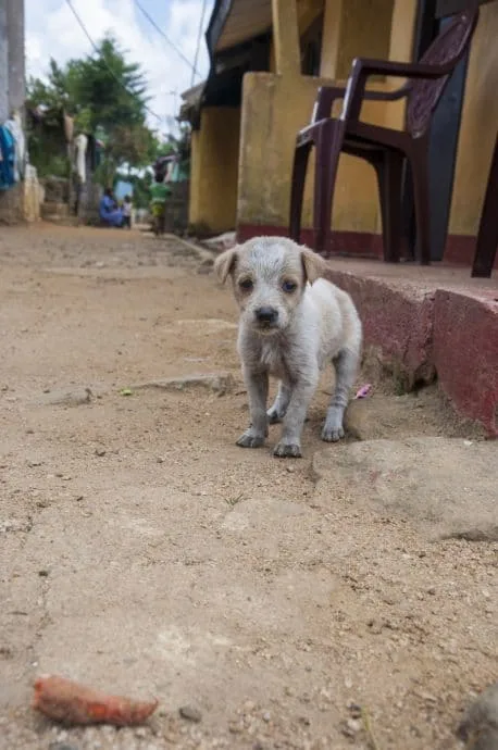 puppy - nuwara eliya - sri lanka
