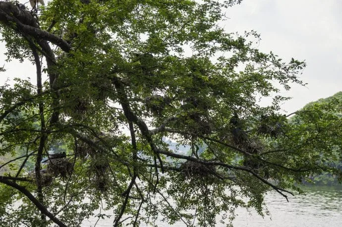 kandy lake - sri lanka