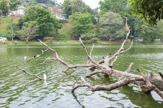 kandy lake - sri lanka