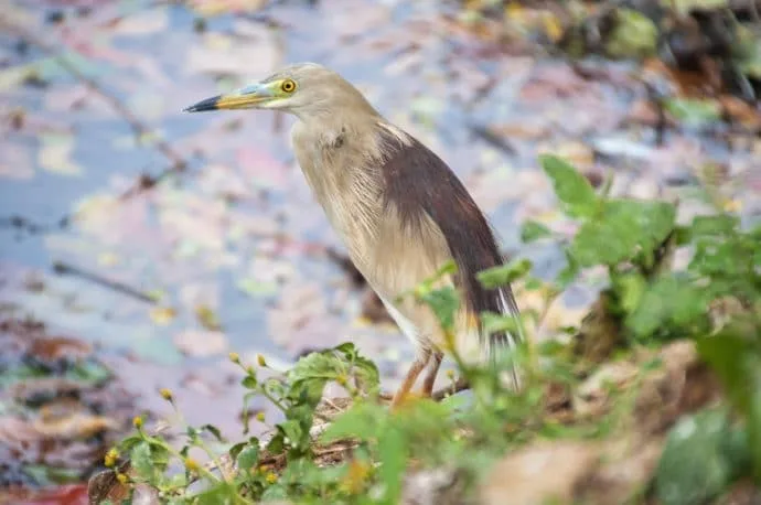 kandy lake - sri lanka