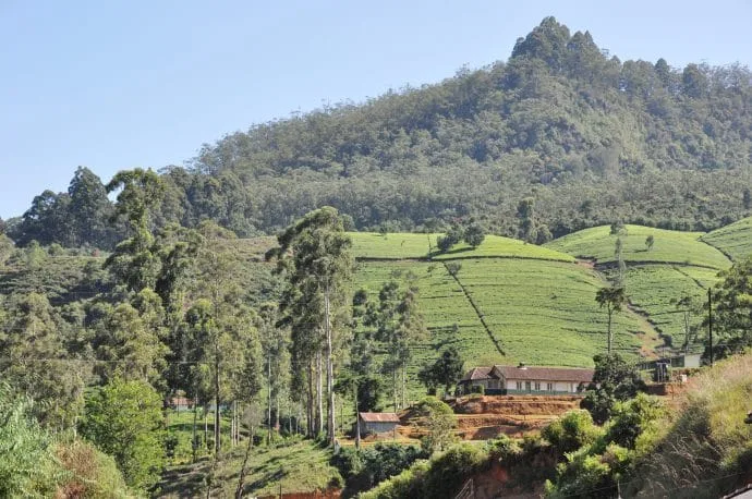 nuwara eliya - sri lanka