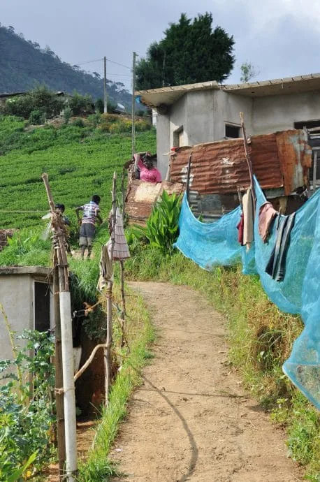 tea picking village nuwara eliya - sri lanka
