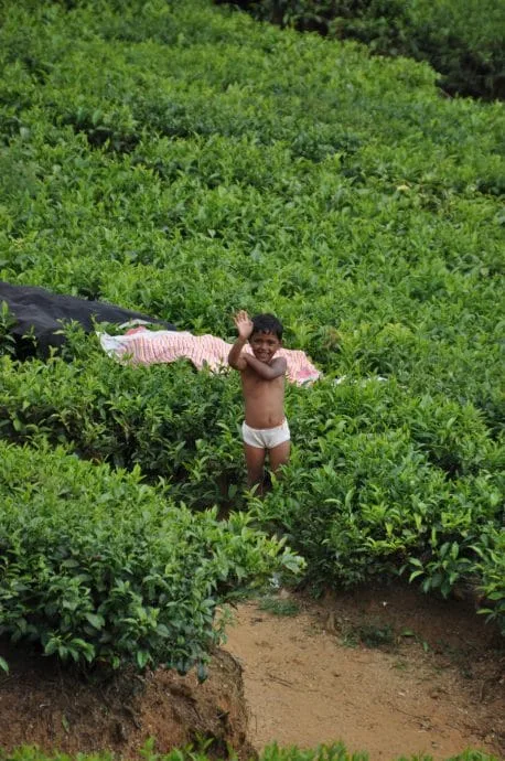 nuwara eliya - sri lanka