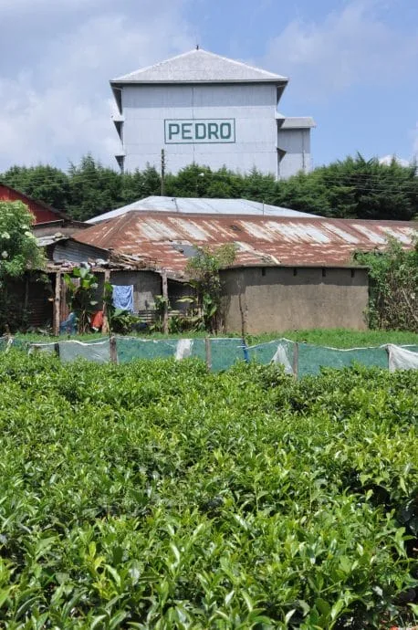 pedro estate - nuwara eliya - sri lanka