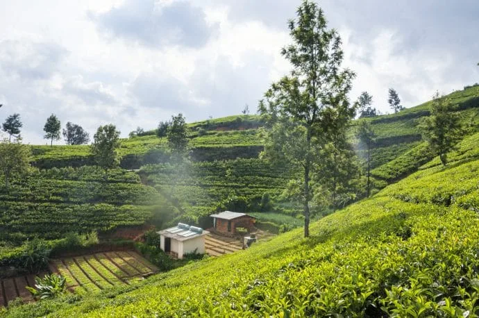 tea plantation - nuwara eliya - sri lanka