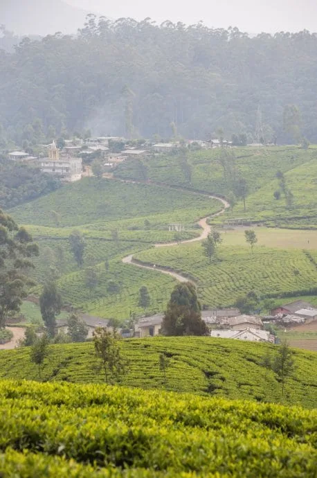 tea plantation - nuwara eliya - sri lanka