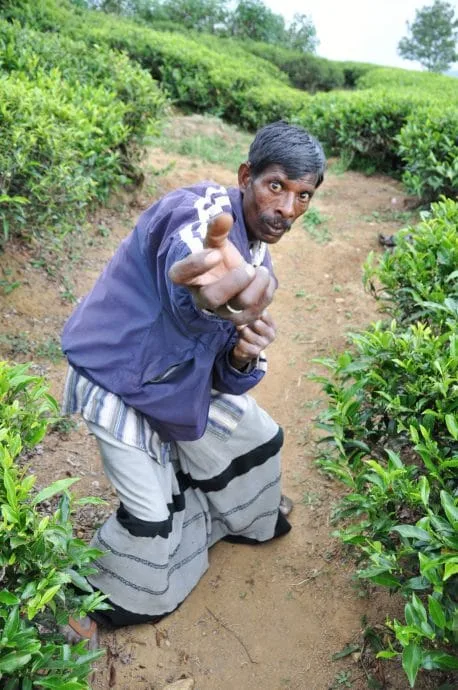 tea plantation - nuwara eliya - sri lanka
