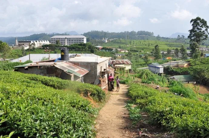 tea plantation - nuwara eliya - sri lanka