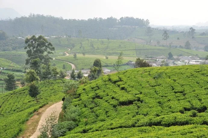 tea plantation - nuwara eliya - sri lanka