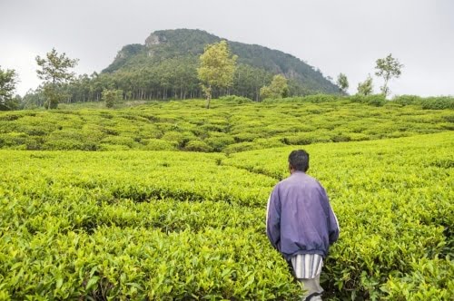 plantation thé - nuwara eliya - sri lanka