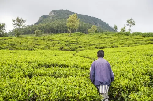 tea plantation - nuwara eliya - sri lanka