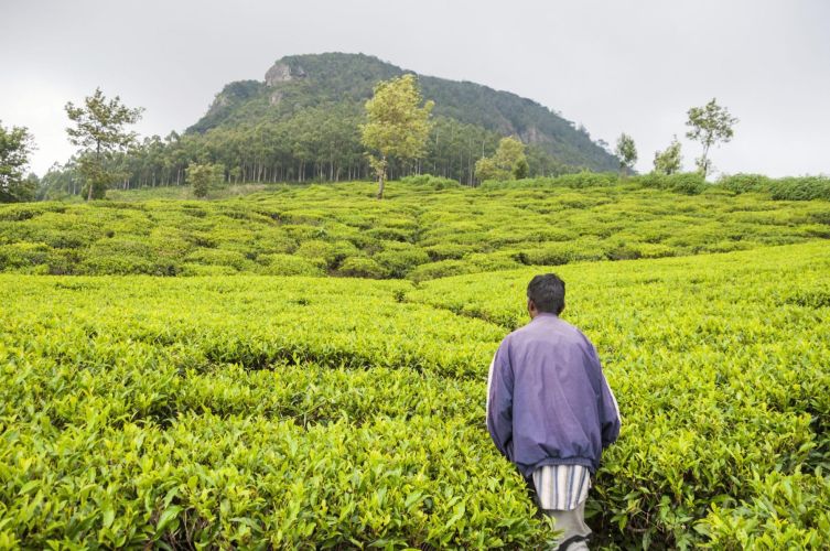 plantation thé - nuwara eliya - sri lanka