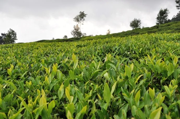 tea plantation - nuwara eliya - sri lanka