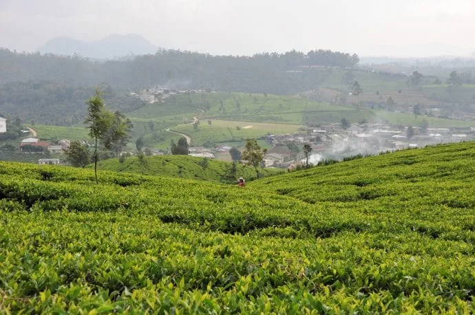 tea plantation - nuwara eliya - sri lanka