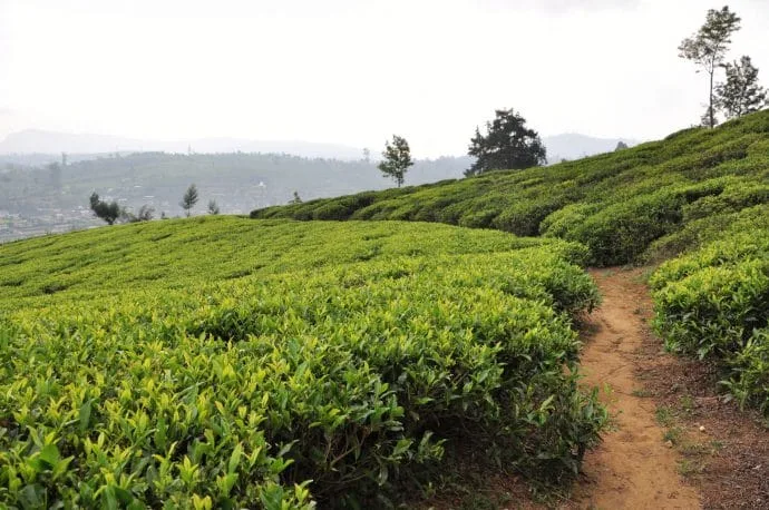 tea plantation - nuwara eliya - sri lanka