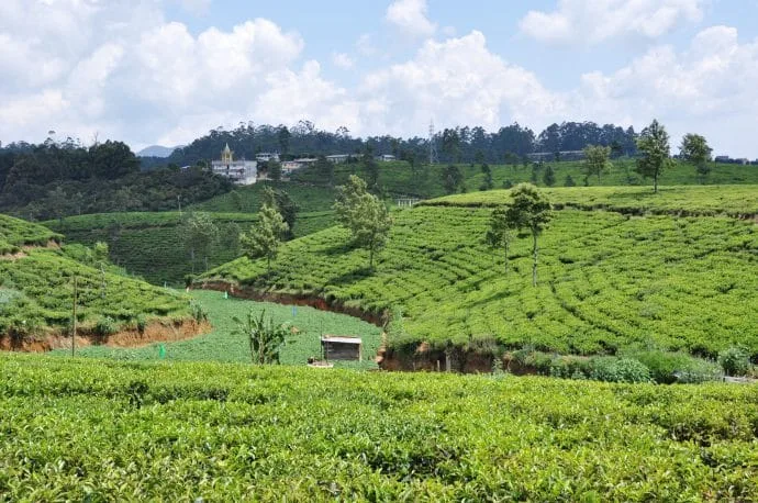 pedro nuwara eliya tea plantation - sri lanka